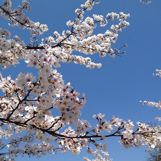散り始めています #桜 #イマソラ #空 #like #sky