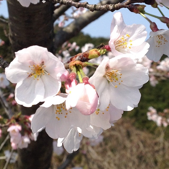満開近し #桜 #like