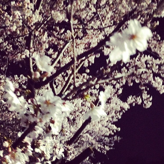 静か #夜桜 #like