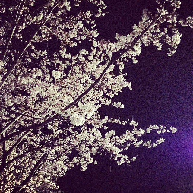 綺麗 #夜桜 #like