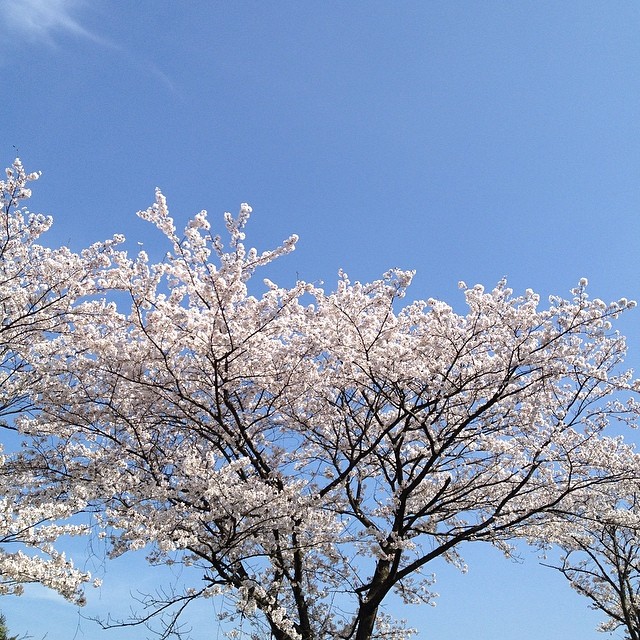 #桜 #イマソラ #空 #雲 #like #sky